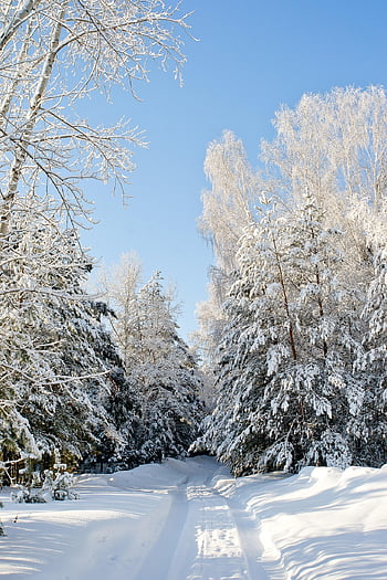 zimní, les, siberia, krajina, Příroda, sníh, borovicový les
