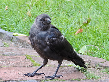 taccola, uccello corvo, corvus monedula, nativo, buio, uccello, piume, nero, animale, corvo, becco