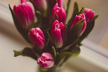 růžové tulipány, selektivní zaměření, jarní květiny, vnitřní uspořádání, váza, krásné kytice, růžové květy, Tulipán kytice, jarní kytice, květinové aranžmá, vnitřní květiny
