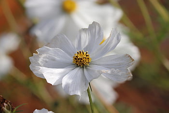 květ, kosmos, květinové tapety, cosmea, krásné květiny, cosmos bipinnatus, rostlina, květinové pozadí, Příroda, zahrada