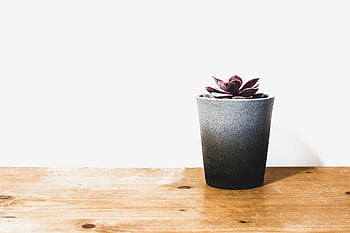 fialový sukulentní, vnitřní zařízení, hrnkové rostliny, minimalistický design, dřevěný stůl, bílé pozadí, Malý hrnec, Vnitřní dekorace, sukulentní rostlina, fialová rostlina, domovní dekorace