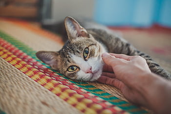 cat, face, whiskers, feline, pet, domestic, nature, animal, kitty, cute