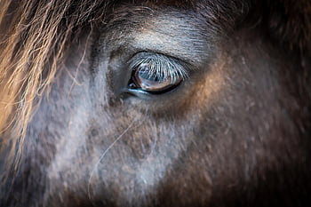 horse, head, eye, pony, animal, mammal, equine, detail, closeup, animal Photography