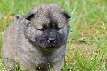 dog, pet, puppy, young Dog Eurasier, male Eurasier Black Mask, animal, doggie, adorable, eurasier Puppy, eurasier Puppy Reiko, color Dark Sable