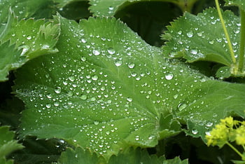 vrouwenmantel, ladies Coats, foliage, dew Drops, bush, alchemilla Mollis, garden Lady's Cloak, nature, leaves