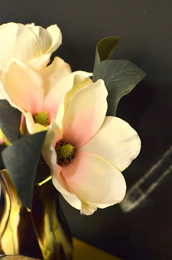 blühende Blumen, zarte Blütenblätter, Vase, Magnolienblüten, Dekorative goldene Vase, dunkler Hintergrund, Nahansicht, schöne Blumen, Blumengesteck, Indoor Blumen, elegantes Dekor
