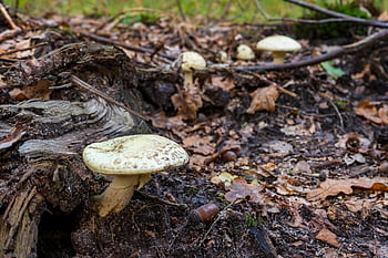 mushrooms, forest, woods, nature, mashrooms, flor
