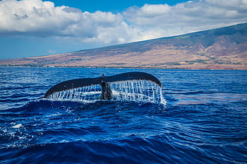 whale tail, vibrant blue ocean, Hawaii shoreline, majestic whale, splashing water, scenic shoreline, ocean photography, whale photography, blue ocean, Hawaii ocean, whale tail splash