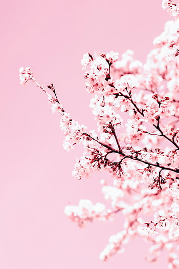 sakura, kvetoucí růžové květy, třešňové květy, růžové pozadí, jaro, měkká růžová, větev, krásné květiny, květinový, Příroda