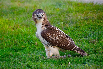 red-tailed Hawk, bird, meadow, hawk, bird Of Prey, predator, animal, wildlife, nature, birdwatching, red-tailed