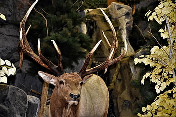 hirvi, Peura, luonto, eläin, villieläimet, sarvet, uroshirvi, pukki, nisäkäs, kanadanhirvi, muotokuva