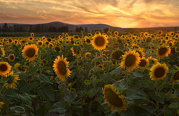 sunflowers, farm, sunset, field, beautiful, flowers, garden, harvest, nature, outdoors, sky