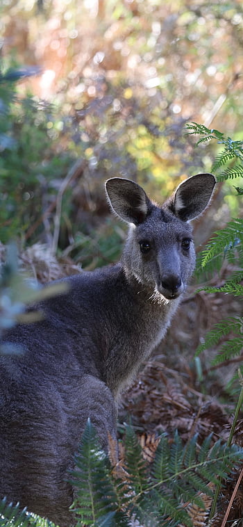 wallaby, animal, nature, landscape, australia, forest, wildlife