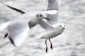 seagull, bird, animal, flying, plumage, feather, water, lake, sea, nature, animal World