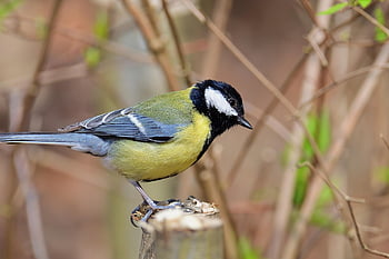 great Tit, branch, feed, spring, park, bird, nature