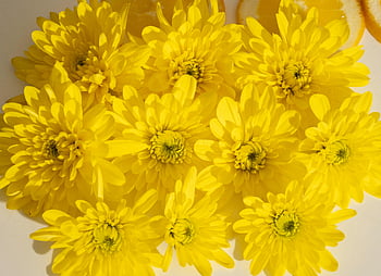 yellow flowers, vibrant yellow, cheerful yellow, chrysanthemums, bouquet, light background, floral arrangement, yellow chrysanthemums, bright flowers, flower bouquet, cheerful flowers