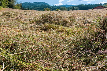 hay, grass, dry, agriculture, field, nature, landscape, summer, meadow, rural, harvest