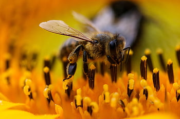 včela, květinové tapety, hmyz, opylit, opylování, květ, okřídlený hmyz, křídla, Příroda, hymenoptera, entomologie