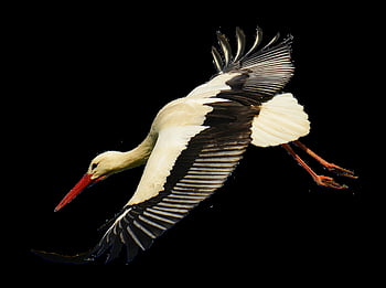 stork, flying, landing, elegant, feathers, bird, plumage, nature, animals, rattle Stork, beak
