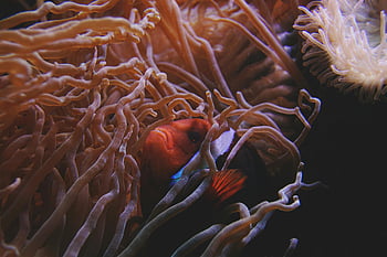 clownfish, mořská sasanka, pod vodou, mořský život, živá scéna, oceán, vodní, korálový útes, klaun ryby, plavání, vykukující ven