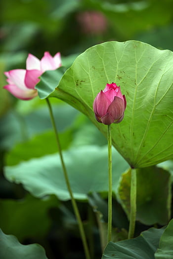 lootuksen kukka, vaaleanpunainen kukka, kukoistava, kukkivat, kasvisto, kasvi, vesikasveja, luonto, kasvitiede, vaaleanpunainen väri, Lotus tuoksu