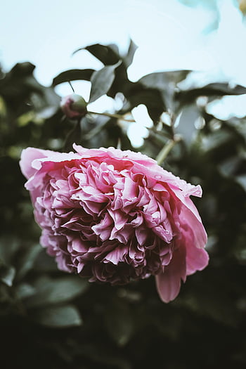 pink peony, peony flower, selective focus, close-up, delicate flower, background foliage, blooming peony, pink flower, floral photography, nature photography, garden flower