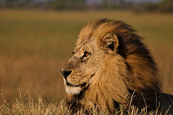 Leone, leone maschio, re della giungla, animale, pericoloso, criniera, Africa, predatore, natura, ruggito, carnivoro
