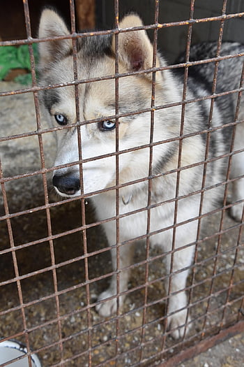 Schutz, heiser, Hund, Annahme, Wolf, Tier, Hundeschlittenfahren, Augen, Alaska, Haustier