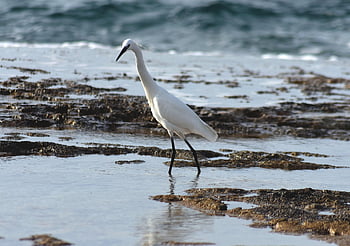 bird, heron, ornithology, nature, seaside, birdwatching, species, fauna, avian, animal, beak