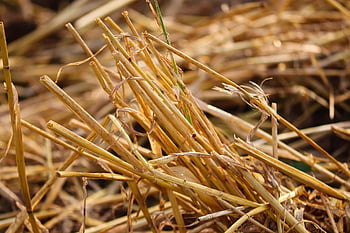 stubble, stubble Field, grain Stubble, harvest, harvested, grain, field, yellow, stalk, fall, straw