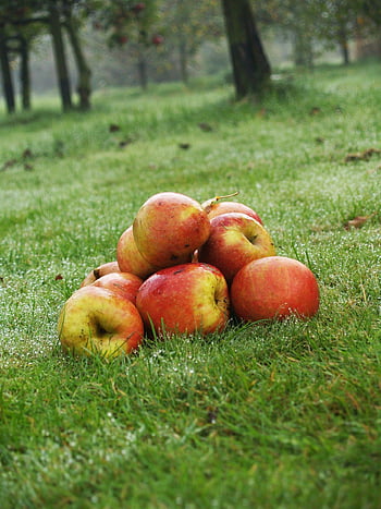 october, apples, sad, autumn, oct, harvest, fruit, apple
