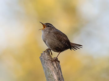 gærdesmutte, fugl, træ, perched, eurasiske wren, jenny wren, dyr, sangfugl, have fugl, lille fugl, dyreliv