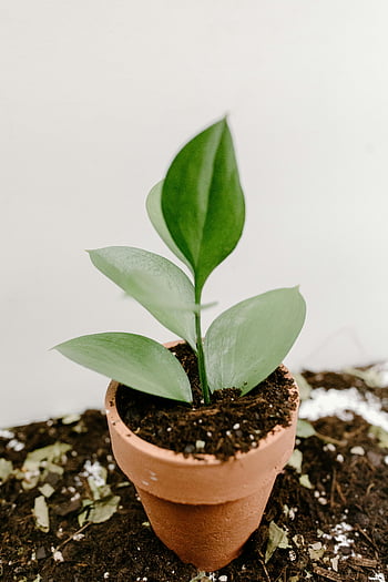 grön planta, brun lera kruka, ung krukväxt, närbild, vit bakgrund, inomhusväxt, terrakotta potten, jord, lövväxt, liten växt, trädgårdsarbete