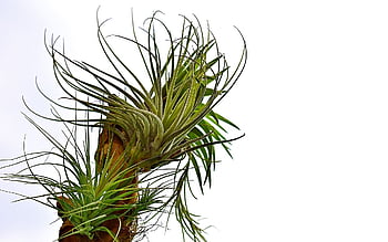 nature, tillandsias, exotic, epiphytic, close Up, overgrown, flora, rainforest