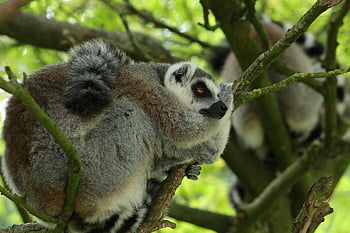 lemur, ring-tailed Lemur, madagascar, monkey, prosimians, animal, fauna, mammal, tropical, lemur Catta, nature