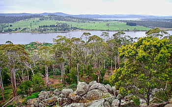 forest, nature, lake, trees, environment, ecology, ecosystem, landscape, scenery