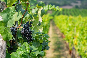 révy, vinařství, řádek, hroznů, Pinot noir, clusteru, Odrůda hroznů, vinice, Alsasko, kultura, svazky