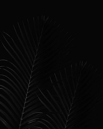black palm tree leaves, close-up, black background, minimalist aesthetic, natural aesthetic, dark background, palm leaves, black and white, minimalist design, natural design, dark leaves