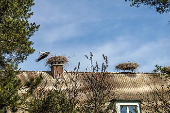 stork, bird, rattle Stork, roof, housetop, bird Nests, nature, animal Portrait, symbol, wildlife, white Stork