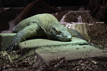 varan komodský, drak, komodo, plaz, ještěrka, zvíře