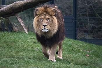 λιοντάρι, ΖΩΟΛΟΓΙΚΟΣ ΚΗΠΟΣ, zoo heidelberg, ζώο, θηρευτής, αρρενωπός, φύση, κατοικίδιο ζώο, μεγάλη γάτα, επικίνδυνος, χαίτη