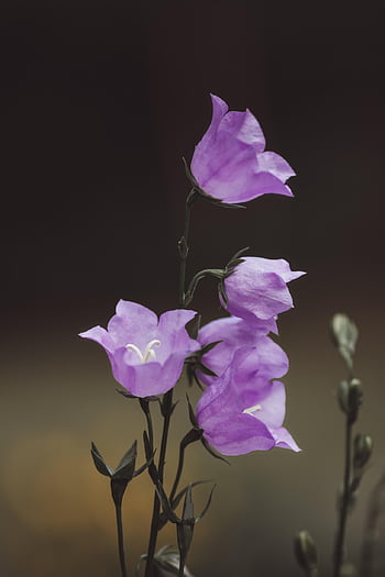 zvonek, květ, květinové pozadí, květinové tapety, krásné květiny, fialový květ, zahrada, květinová zahrada, Příroda, rostlina, campanula