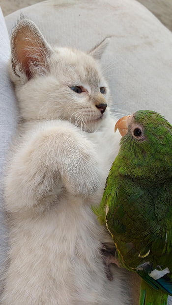 little Cat, affectionate, tender