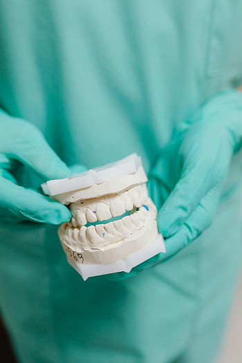 dental model, dentist, gloves, professional dental care, close-up photo, teeth, dental care, dental professional, dental equipment, dental practice, dental health