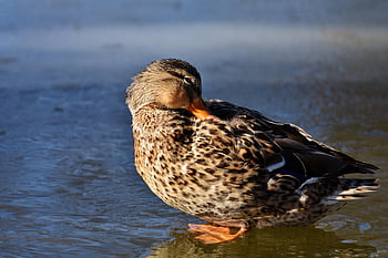 duck, mallard, bird, water Bird, duck Bird, poultry, wild Bird, plumage, animal