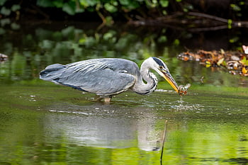 prey, feathers, plumage, feathered Animal, grey Heron, great Heron, hd Background, hd Wallpaper, hd Wallpapers, hunt, small Waves
