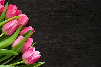 flowers, frame, tulips, bloom, flower Background, blossom, nature, flower Wallpaper, spring, greeting Card, valentine's Day