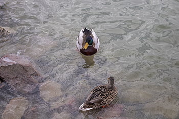 mallard Duck, duck, wild Ducks, teal, bird, birds, water Bird, swim, water, lake, wildlife