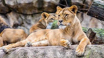 løvinde, løve, Zoo, hvile, dyr, pattedyr, stor kat, vildt dyr, dyreliv, feline, natur