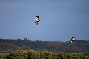 Reiher mit weißem Gesicht, Reiher, Egretta Novaehollandiae, Vogel, Tier, Tierwelt, Gefieder, Flügel, Rechnung, Schnabel, Natur
